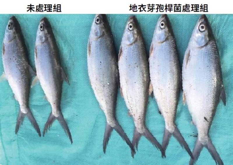 地衣芽孢菌處理可促進虱目魚的生長(左_未處理組、右_地衣芽孢菌處理組)