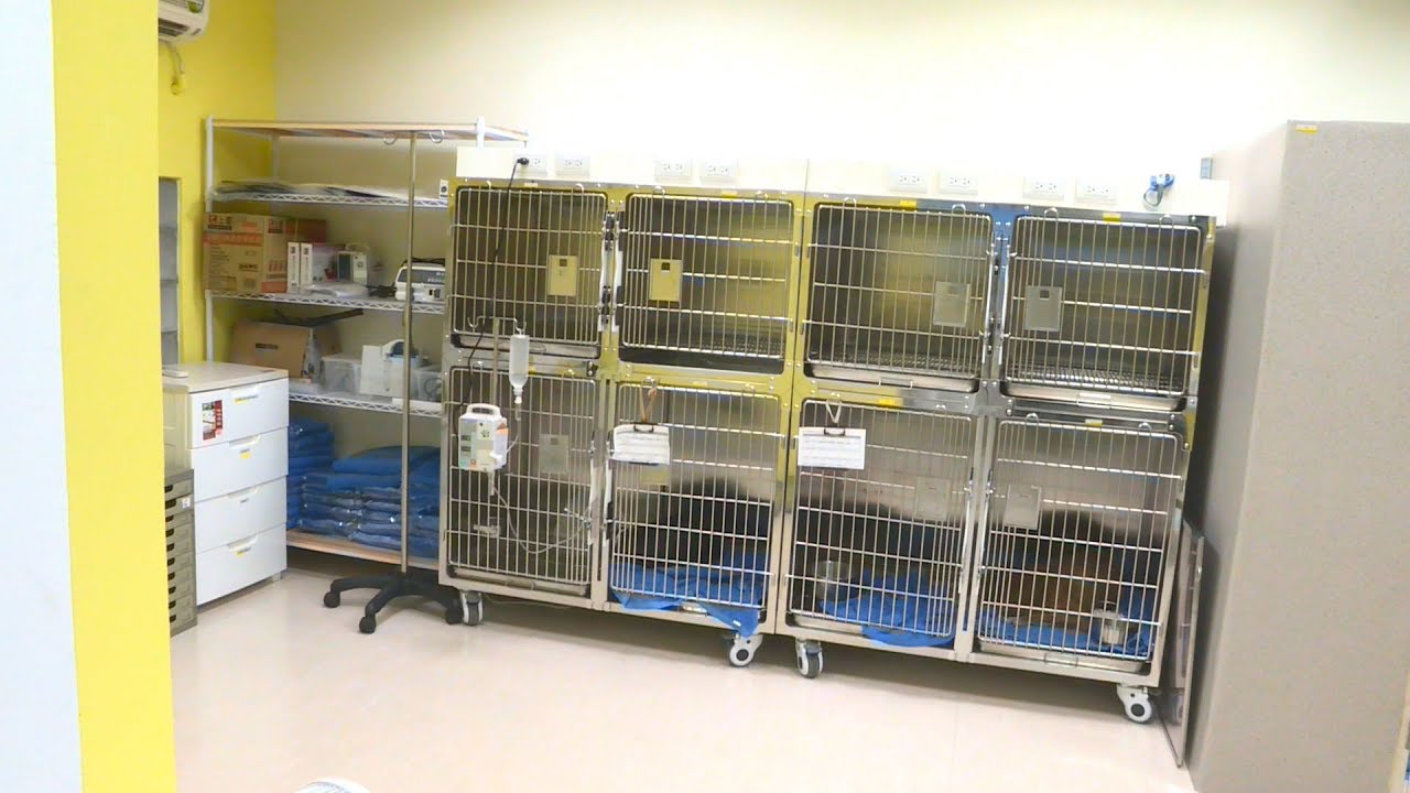 全台首間貓犬醫療室 助流浪動物救治 20190523 公視中晝新聞